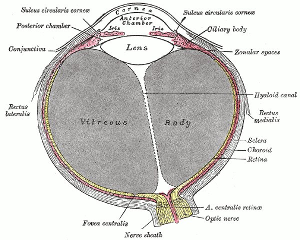 ヒトの眼の断面図(Gray's Anatomy 1918, Plate 869)