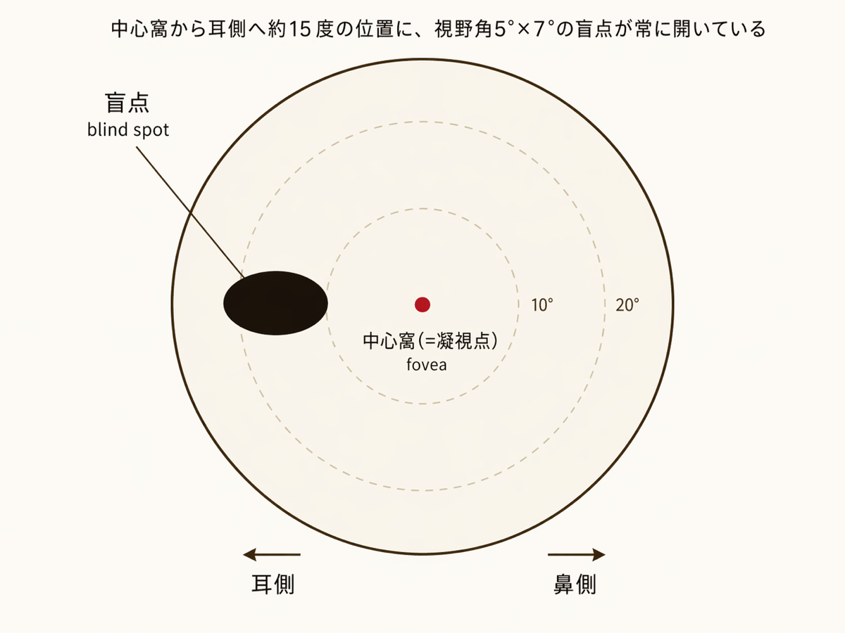 円形の視野マップ。中央に中心窩(凝視点)、その左に黒い楕円(盲点)、視野角スケールと耳側・鼻側の矢印。