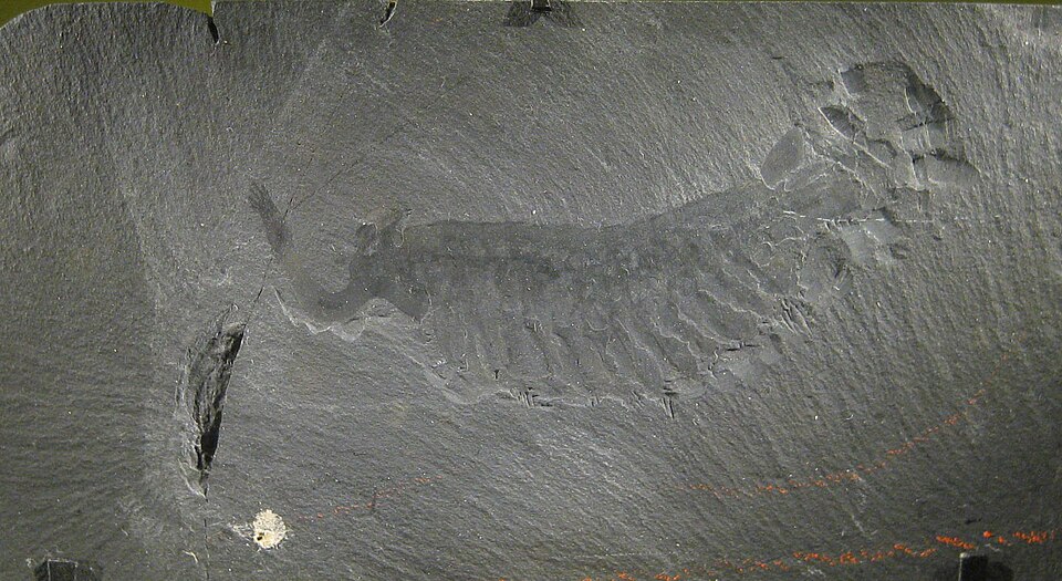 オパビニアの化石(バージェス頁岩)