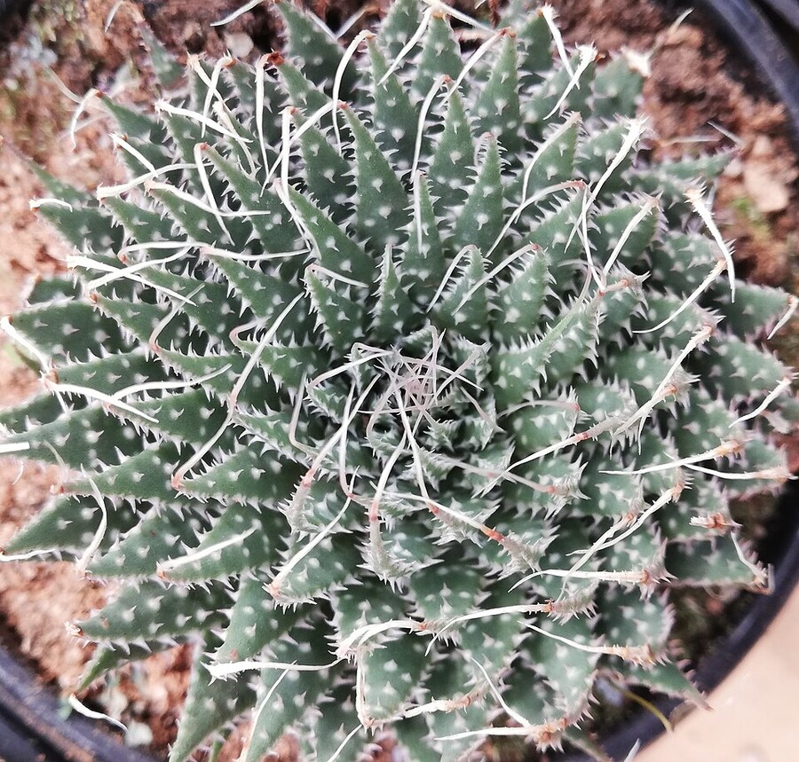 Aristaloe aristata ロゼット葉序