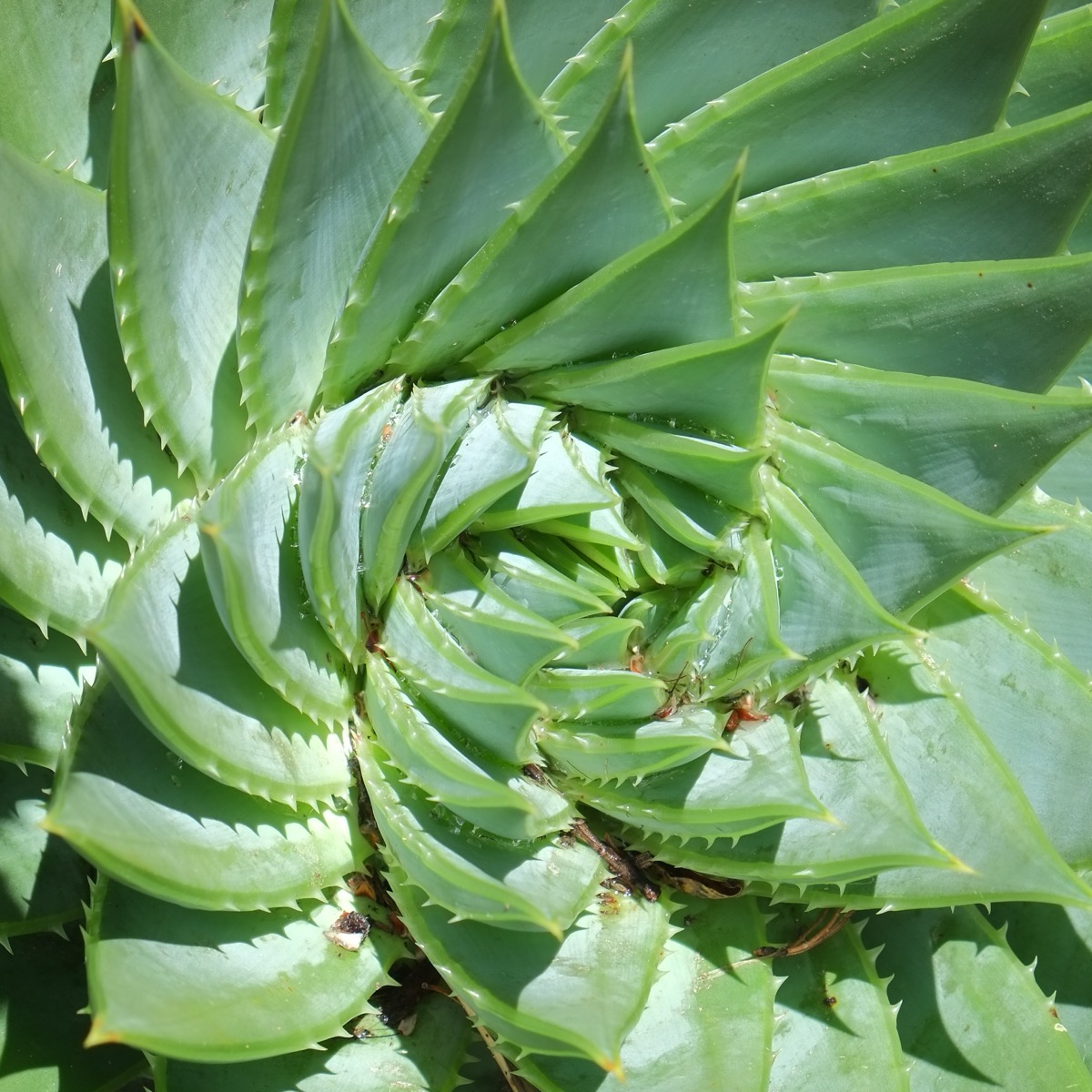 Aloe polyphylla ロゼット葉序