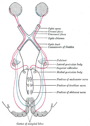 A simplified schema of the human visual pathway from Gray's Anatomy (1918)