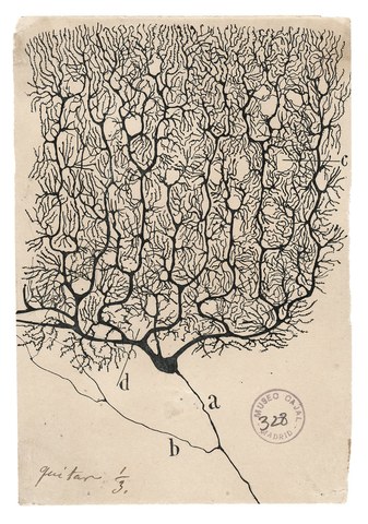 カハールが描いた小脳プルキンエ細胞のスケッチ(c.1900)