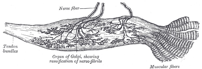 ゴルジ腱器官の解剖図(Gray's Anatomy)