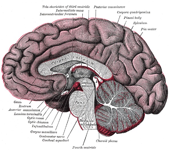 脳の矢状断面図(Gray's Anatomy plate 720)
