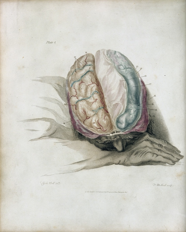 Charles Bell 1802 — 脳の解剖図