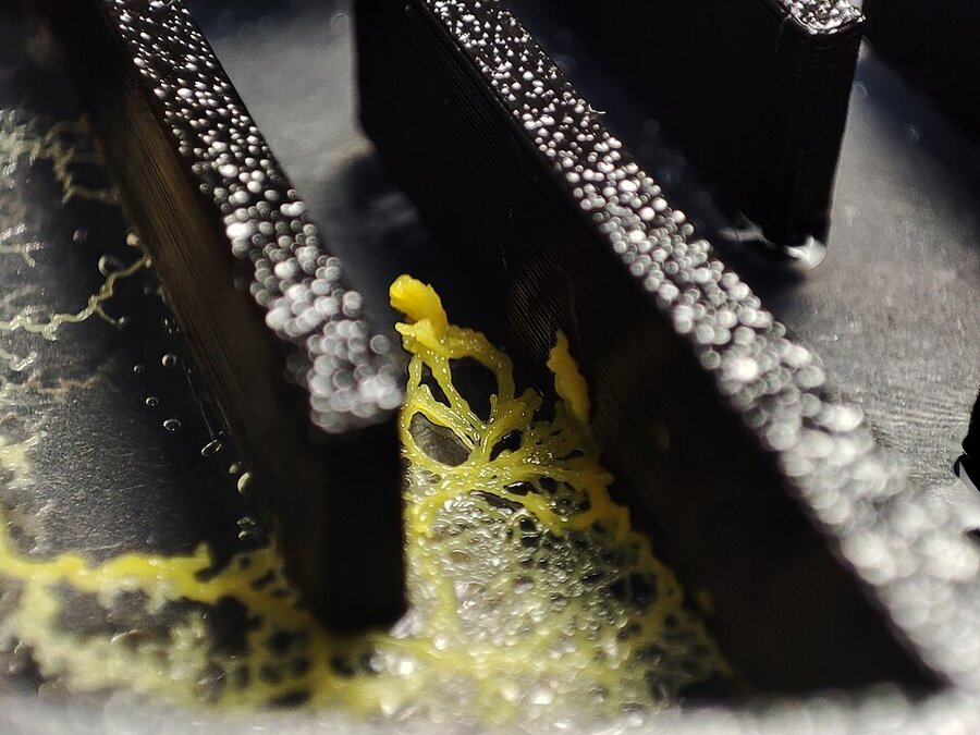 迷路の壁の間を這う黄色い粘菌 Physarum polycephalum