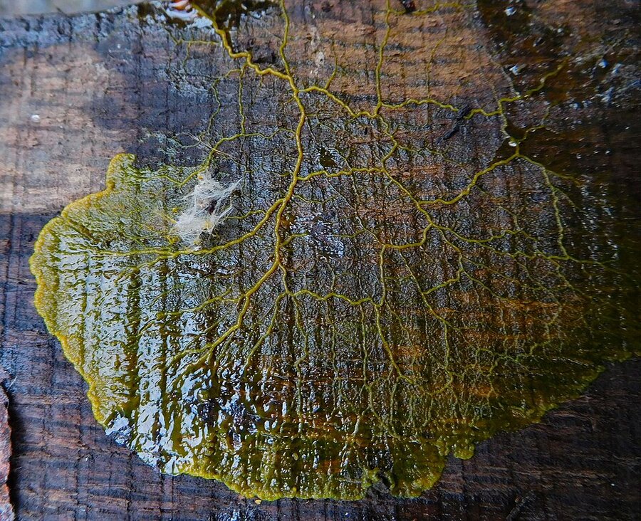 オーク材の上に広がる Physarum polycephalum の黄色いネットワーク