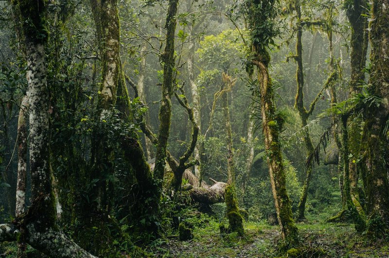 ブラジル・熱帯雨林——レヴィ＝ストロースがフィールドワークを行った場所